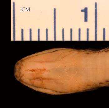 Media type: image;   Herpetology R-19345